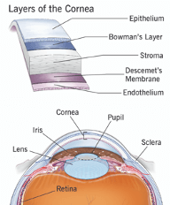 Cornea illustration